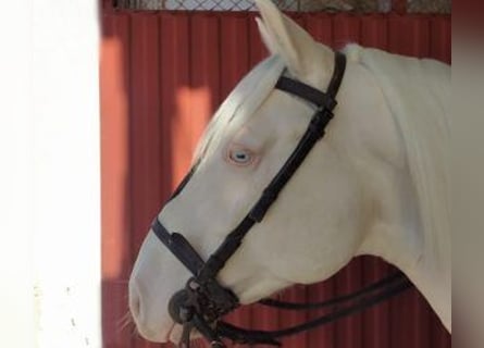 Altre razze Mix, Stallone, 7 Anni, 156 cm, Overo-tutti i colori