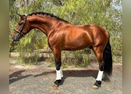 Altre razze Mix, Stallone, 7 Anni, 163 cm, Baio ciliegia