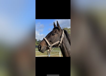 Altri cavalli a sangue caldo, Castrone, 10 Anni, 161 cm, Baio scuro