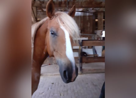 Altri cavalli a sangue caldo, Castrone, 11 Anni, 158 cm, Sauro
