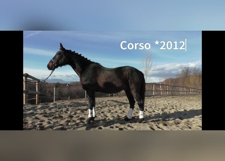 Altri cavalli a sangue caldo, Castrone, 12 Anni, 163 cm, Morello