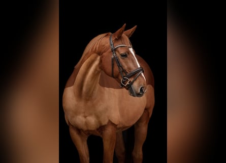 Altri cavalli a sangue caldo, Castrone, 12 Anni, 163 cm, Sauro