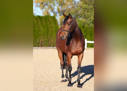 Altri cavalli a sangue caldo, Castrone, 12 Anni, 164 cm