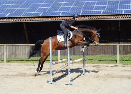 Altri cavalli a sangue caldo, Castrone, 12 Anni, 165 cm, Baio