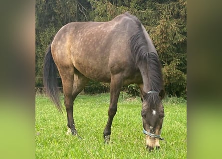 Altri cavalli a sangue caldo, Castrone, 12 Anni, 165 cm, Falbo