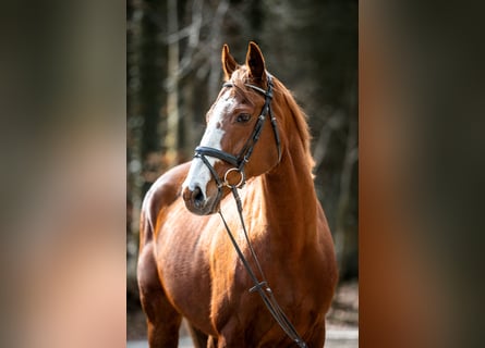 Altri cavalli a sangue caldo, Castrone, 12 Anni, 168 cm, Sauro
