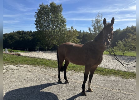 Altri cavalli a sangue caldo, Castrone, 16 Anni, 170 cm, Baio