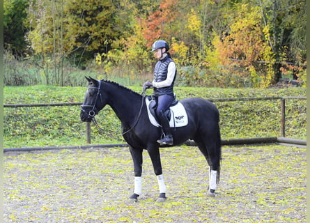 Altri cavalli a sangue caldo, Castrone, 3 Anni, 157 cm, Morello