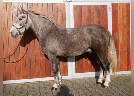 Altri cavalli a sangue caldo Mix, Castrone, 3 Anni, 162 cm