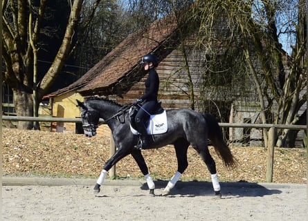 Altri cavalli a sangue caldo, Castrone, 3 Anni, 162 cm, Grigio