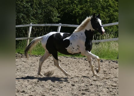 Altri cavalli a sangue caldo, Castrone, 3 Anni, 162 cm, Pezzato