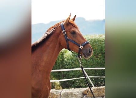 Altri cavalli a sangue caldo, Castrone, 3 Anni, 173 cm, Sauro