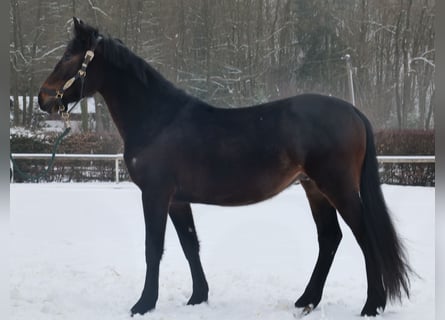 Altri cavalli a sangue caldo, Castrone, 4 Anni, 150 cm, Baio scuro