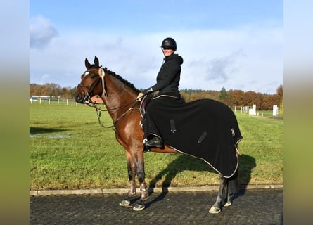 Altri cavalli a sangue caldo, Castrone, 4 Anni, 160 cm, Baio