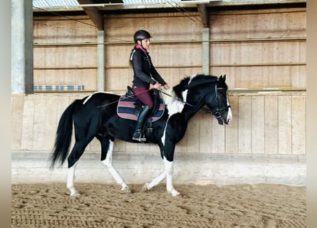 Altri cavalli a sangue caldo, Castrone, 4 Anni, 160 cm, Pezzato