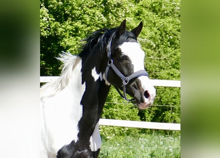 Altri cavalli a sangue caldo, Castrone, 4 Anni, 168 cm, Pezzato