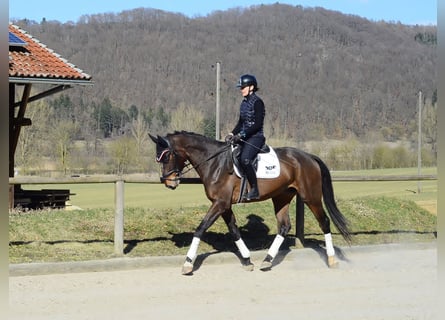 Altri cavalli a sangue caldo, Castrone, 4 Anni, 172 cm, Baio scuro
