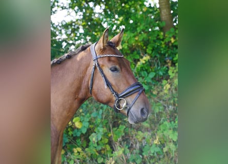 Altri cavalli a sangue caldo, Castrone, 5 Anni, 150 cm, Pezzato