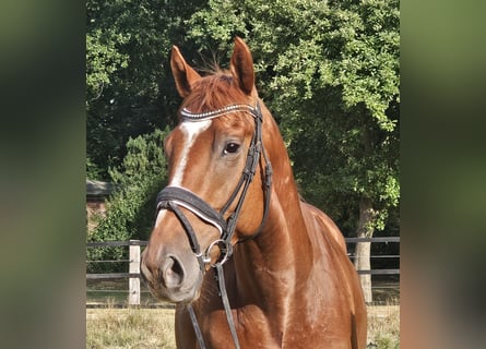 Altri cavalli a sangue caldo, Castrone, 5 Anni, 170 cm, Sauro