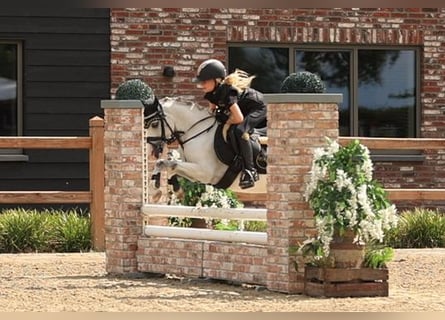 Altri cavalli a sangue caldo, Castrone, 6 Anni, 120 cm, Grigio