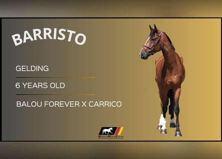 Altri cavalli a sangue caldo, Castrone, 6 Anni, 170 cm, Baio
