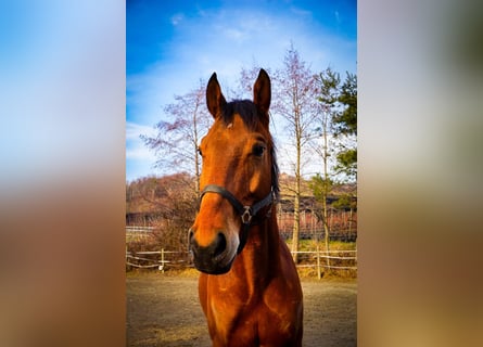 Altri cavalli a sangue caldo, Castrone, 6 Anni, 170 cm, Baio