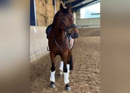 Altri cavalli a sangue caldo, Castrone, 6 Anni, 170 cm, Baio