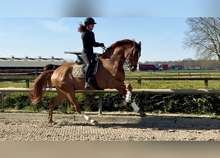 Altri cavalli a sangue caldo, Castrone, 6 Anni, 170 cm, Sauro scuro
