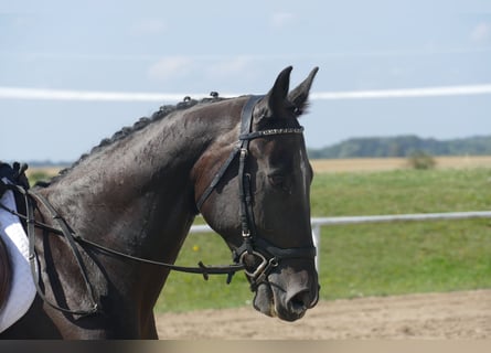 Altri cavalli a sangue caldo, Castrone, 7 Anni, 167 cm, Baio scuro