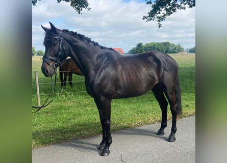 Altri cavalli a sangue caldo, Castrone, 7 Anni, 168 cm, Morello