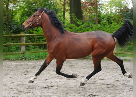 Altri cavalli a sangue caldo, Castrone, 7 Anni, 169 cm