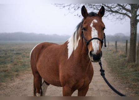 Altri cavalli a sangue caldo, Castrone, 8 Anni, 157 cm, Pezzato