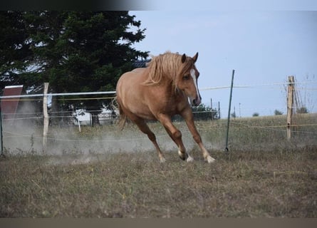 Altri cavalli a sangue caldo, Castrone, 8 Anni, 162 cm, Falbo