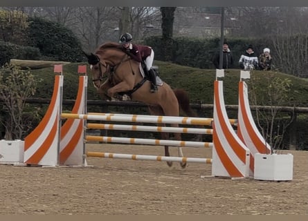 Altri cavalli a sangue caldo, Castrone, 8 Anni, 168 cm, Sauro