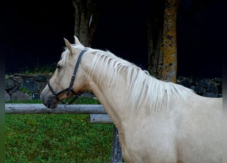 Altri cavalli a sangue caldo, Giumenta, 10 Anni, 156 cm, Palomino