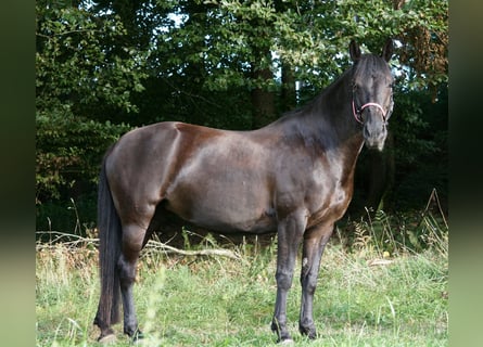 Altri cavalli a sangue caldo Mix, Giumenta, 12 Anni, 155 cm, Baio nero