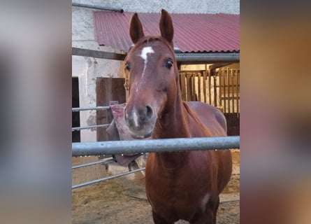 Altri cavalli a sangue caldo, Giumenta, 13 Anni, 155 cm, Sauro