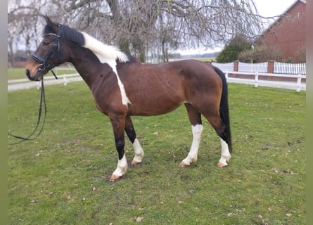 Altri cavalli a sangue caldo, Giumenta, 14 Anni, 160 cm, Pezzato