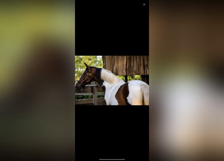 Altri cavalli a sangue caldo, Giumenta, 14 Anni, 168 cm, Pezzato
