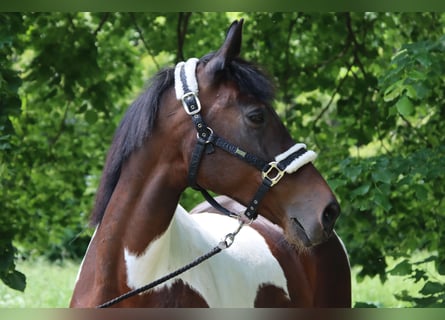 Altri cavalli a sangue caldo, Giumenta, 16 Anni, 166 cm, Pezzato