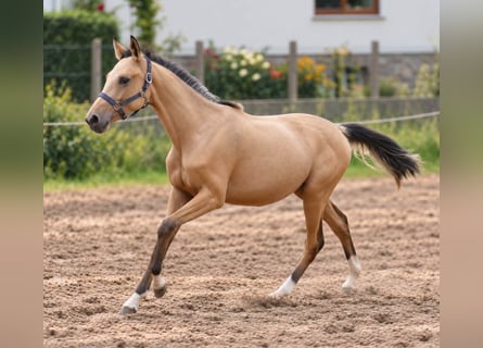 Altri cavalli a sangue caldo, Giumenta, 1 Anno, 168 cm, Pelle di daino