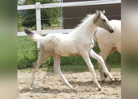 Altri cavalli a sangue caldo, Giumenta, 1 Anno, 170 cm, Pezzato