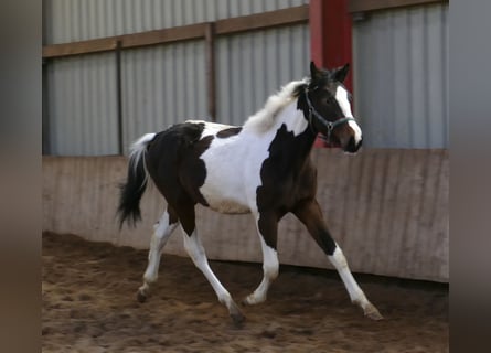 Altri cavalli a sangue caldo, Giumenta, 2 Anni, 168 cm, Pezzato