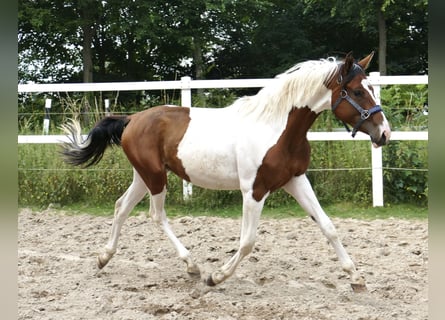 Altri cavalli a sangue caldo, Giumenta, 2 Anni, 168 cm, Pezzato