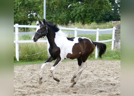 Altri cavalli a sangue caldo, Giumenta, 2 Anni, 172 cm, Pezzato