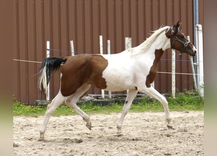 Altri cavalli a sangue caldo, Giumenta, 3 Anni, 168 cm, Pezzato