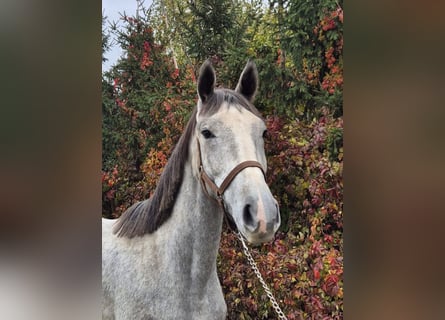 Altri cavalli a sangue caldo, Giumenta, 3 Anni, 170 cm, Bianco