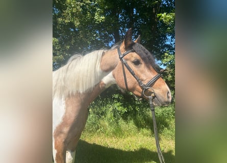 Altri cavalli a sangue caldo, Giumenta, 4 Anni, 156 cm, Pezzato