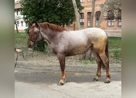 Altri cavalli a sangue caldo, Giumenta, 4 Anni, 165 cm, Roano rosso