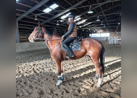 Altri cavalli a sangue caldo, Giumenta, 4 Anni, 170 cm, Baio chiaro